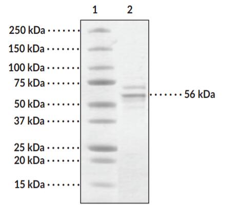 Lane 1: MW Markers; Lane 2: HDAC1. This protein forms a complex with endogeneous Hsp 70 and is co-purified with tubulin. The identity of Hsp 70 and tubulin was confirmed by MALDITOF mass spectrometry. Representative gel image shown; actual purity may vary between each batch.